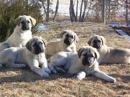 Turkish Kangal Pups Kangal Dog Puppies Livestock Guardian Dog