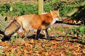 Füchse sind schöne tiere, aber der fuchs im garten ist nicht erwünscht. Fuchs Im Garten Wie Reagiert Man Richtig
