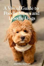 A Visual Guide To All The Different Types Of Poodle Mixes Also Called Doodle Dogs Poodle Mix Designer Dogs Breeds Poodle Dog