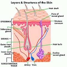 Learn about the skin's function and conditions the skin protects us from microbes and the elements, helps regulate body temperature, and permits the sensations of touch, heat, and cold. Skin Diagram And Information About Your Skin Psoriasis Skin Integumentary System Skin Anatomy