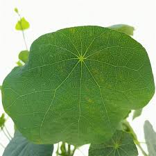 Image result for Stephania cyanantha