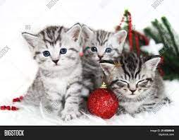Submitted 9 months ago by strugglebussing_1. Kittens Christmas Image Photo Free Trial Bigstock
