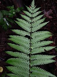 Image result for Osmundaceae