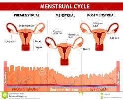 Menstrual Cycle Stock Vector Illustration Of Hormones