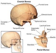 Removing question excerpt is a premium feature. Facial Bones The Definitive Guide Biology Dictionary