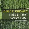 The right choice in privacy plants will add beauty to. 1