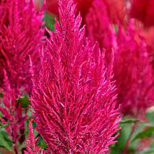 Century Pink Cockscomb Celosia Argentea Proven Winners