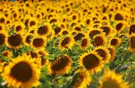 Bunga tumbuhan ini sangat khas: Menikmati Eloknya Ladang Bunga Matahari Di Tuscany Italia Guideku Com