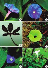 Image result for Ipomoea tenuipes