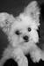 White Long Haired Yorkie