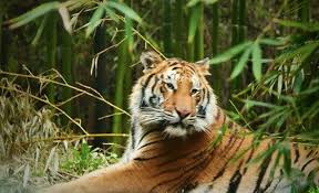 Hoy te invitamos a vivir una nueva experiencia, donde podrás recorrer buin zoo como nunca antes. Buin Zoo Trae Webserie Y Mostrara Como Viven La Cuarentena Los Animales