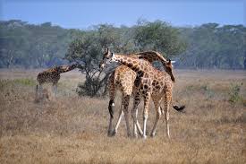 May 27, 2014 · animals of the savanna must also be able to survive the heat because it never gets much cooler than 60 degrees f (15 c) but can often get up into the 90s f (32 c). Endangered Animals In Africa Rare Endangered Wildlife How To Help
