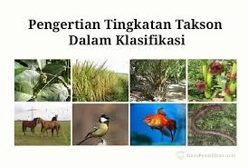 Urutan takson yang kedua filum/divisio merupakan tingkatan dengan 2 nama untuk penyebutan terkait salah satu makhluk hidup dalam hal ini hewan atau tumbuhan. Pengertian Tingkatan Takson Klasifikasi Hewan Dan Tumbuhan
