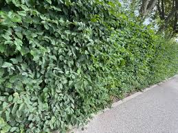 Image result for Živý plot z habru