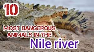 72 Most Dangerous Animals: Africa | The Parody Wiki | Fandom