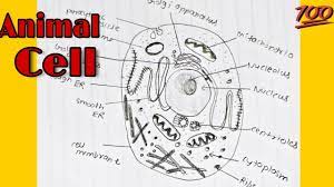 Unlike the eukaryotic cells of plants and fungi, animal cells do not have a cell wall. How To Draw Animal Cell Labelled Diagram Animal Cell Diagram For Class 9 10 And 11 Youtube