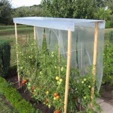 Tomatendach Quot Regenschirm Quot Quotregenschirmquot Tomatendach In 2020 Garten Gewachshaus Garten Tomaten Garten