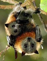 Orkin's expert exterminators can treat termites and other pests and rodents. 83 Photos Ideas In 2021 Fruit Bat Baby Bats Fox Bat