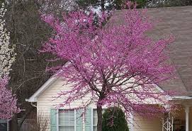 As a major component of our va landscaping we are able to put plants, shrubbery, trees, along with flowers and draw in stairs and walkways. Garden Design The Abcs Of Northern Virginia Flowering Trees Surrounds Landscape Architecture