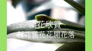 蘭花 兰花 蘭花欣賞 蘭花種植淺談 蝴蝶蘭 文心蘭 天鵝蘭 蘭花 兰花 orchidloveatx lockscreen lockscreen screenshot