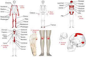 Anatomy of the human body. Categorizing Bones By Shape Human Anatomy And Physiology Lab Bsb 141