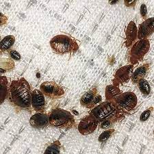 Pest control for cockroaches, bedbugs, termites, mosquitoes, and rodents know the final price quote for service before booking the professional Bed Bug Pest Control Services In Vadgaon Budruk Shop No B 02 Pune Id 22831603812