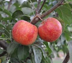 Maybe you would like to learn more about one of these? Crabapple Varieties Delicious In Jelly Or Raw Life Arts Wvgazettemail Com