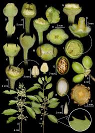 Image result for Monimiaceae