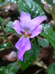 Image result for Impatiens purpureoviolacea