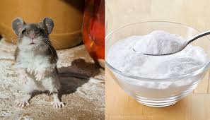 Moreover, it helps to kill the rats. 12 Clever Ways To Drive Mice And Rats Out Of Your Home Crafty Morning