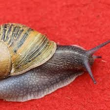 Jul 21, 2019 · to get rid of ants, use any of the following mixed in a spray bottle 20 drops to a half cup vinegar and half cup water: Nine Facts You Never Knew About Snails They Have 14 000 Teeth And Some Can Even Kill You Mirror Online