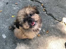 In return for unconditional love. 10 Shiranian Ideas Shih Tzu Pomeranian Dog Breeds