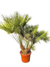 Image result for Chamaerops