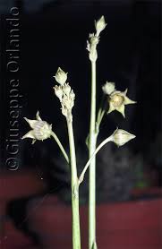 Image result for Pentarrhinum insipidum