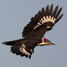 Pileated Woodpecker Dryocopus Pileatus Female In Flight Note Dark Forecrown And Black Malar Wild Birds Photography Woodpecker Artwork Woodpecker