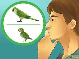 What is the average weight for a quaker parrot? 3 Ways To Choose A Quaker Parrot Wikihow Pet