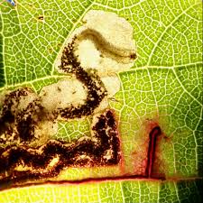 Image result for Stigmella continuella