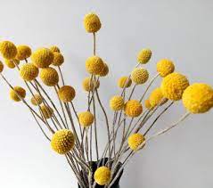 Dried Real Natural Craspedia Flowersbilly Button Etsy Flower Arrangements Center Pieces Billy Buttons Dried Flower Bouquet