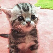 Dunyanin En Uzgun Kedisi Luhu Instagram Patiliyo 12 1 Kittens Cutest Sad Cat Cats
