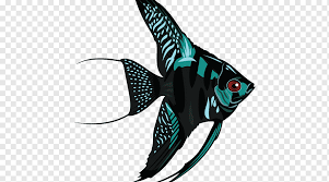 Ikan manfish atau dikenal dengan nama lain angelfish.ikan manfish pterophyllum sp. Skalar Angelfish Air Tawar Ikan Hewan Makanan Laut Akuarium Png Pngwing