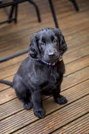 Our listings are from top breeders from around the country. Flat Coated Retriever Pup Classic Look 8 Weeks Retriever Puppy Flat Coated Retriever Puppies