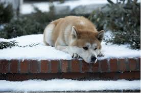 Es ist ein kalter wintertag, als in einem einsamen japanischen kloster ein mönch von seinem kleinen welpen abschied nimmt. Hachiko Eine Wunderbare Freundschaft Hipstr De