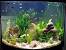 Fish Tank Theme Ideas