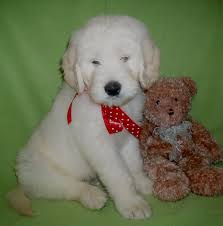 View our puppies online or come into our store to see them in person. Teddy Bear Puppies For Sale Mn Petfinder