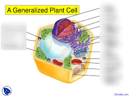 We did not find results for: Generalized Plant Cell Diagram Quizlet