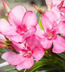 666 278 просмотров 666 тыс. Oleander Schneiden Floragard Gartenwelt