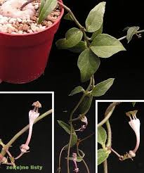 Image result for Ceropegia rendallii