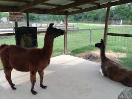 Baylor class of 1941 alumnus celebrates 100th birthday. Birthday Party Review Of Old Macdonald S Farm Humble Tx Tripadvisor