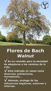 Las flores de bach para tratar la ansiedad es una de las terapias alternativas más interesantes. Pin En Flores De Bach