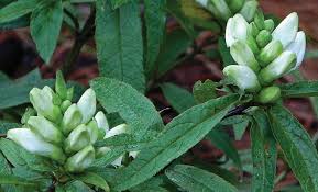 Image result for Vernonia glabra